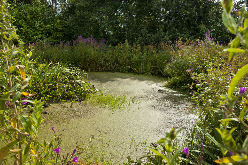 Wetland habitat at The National... © Ian Greig cc-by-sa/2.0 :: Geograph ...