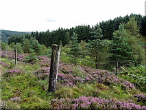 NY6499 : Scots Pine enclosure, William's Cleugh by Andrew Curtis