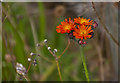 The National Wildflower Centre - Fox-and-cubs (Pilosella aurantiaca)