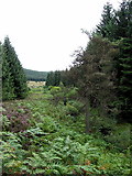NY6599 : Scots Pine in William's Cleugh by Andrew Curtis