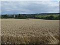 Crop field towards Barrowden