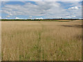 Footpath through the grass