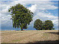 TQ0550 : Trees, Clandon Downs by Alan Hunt