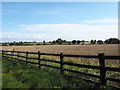 Wheat field beyond wooden fence