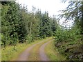 Logging road, Griffin Forest