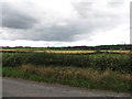 J5948 : Farmland on the west side of Shore Road, Strangford by Eric Jones