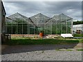 Glasshouse full of tomatoes, New Inn Lane Nurseries