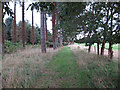 TM4152 : Public footpath at the edge of Tunstall Forest, Sudbourne by Roger Jones
