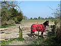 Field with horse