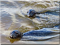 NK0024 : Seals in the River Ythan by William Starkey