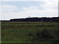 TM4765 : Looking over marshy pasture towards Sizewell by Roger Jones