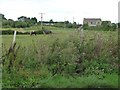 Paddock and horses near Happylands Pig Farm