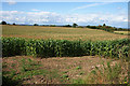 A field of maize on the edge of Uttoxeter