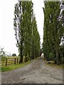 Poplar tree lined drive to Anderson Farm or is it Coultas Farm as per the map?