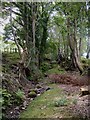 Hollow way near Tyddyn Rhobin