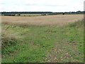 SP2106 : Oat field south-west of Filkins Down Farm by Christine Johnstone