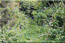 J3470 : Overgrown path, Annadale, Belfast (August 2014) by Albert Bridge