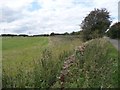 Uncultivated field margin, south of a small wood