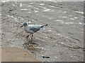 TQ3380 : Black Headed Gull on Thames Beach, London E1 by Christine Matthews