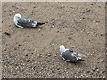 TQ3380 : Lesser Black Backed Gulls on Thames Beach, London E1 by Christine Matthews