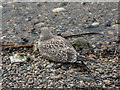TQ3380 : Juvenile Lesser Black Backed Gull on Thames Beach, London E1 by Christine Matthews