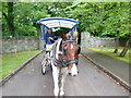 V9690 : Jaunting Car, Killarney by Ian S