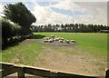 Sheep near Meacombe