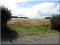 Grain crop on the lee slope of a drumlin at the Chambers Farm,Tullynaskeagh