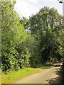 Lane past Parford Wood