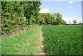 The edge of Tickfold Wood