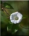 ST9764 : Hedge bindweed by a path at Bromham, Wiltshire by Edmund Shaw