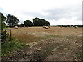 Harvested grain field