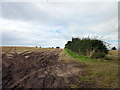 SJ4946 : Field and Hedge near Malpas by Jeff Buck