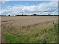 Wheatfield north of Leyes Farm