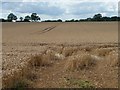 Tracks in the wheatfield north of Leyes Farm