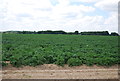 Potatoes by Coxhall Rd