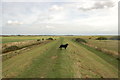 Sea wall path east of South Woodham Ferrers