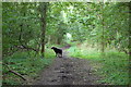 Bridleway on the former Woodham Ferrers to Maldon railway