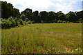 Stonepit Plantation near Strelley, Nottingham