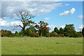 Afflicted oaks south of Mad Bess Wood