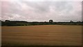 Farmland east of Marston