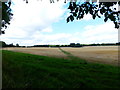 Long straight footpath crosses field of stubble