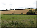 Harvested drumlin land west of the Ballysallagh Road