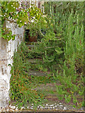 SP2556 : Charlecote Park - overgrown steps by Chris Allen