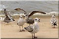 SD3035 : Seagulls on the front by Steve Daniels