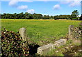 Meadow at Heaton Shay