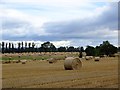 Round bales near St Madoes