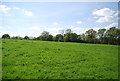 TQ1637 : Surrey Field by N Chadwick