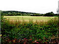 Corn field, Dartans