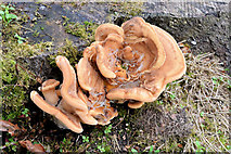 J3875 : Fungi, Belfast - September 2014(1) by Albert Bridge